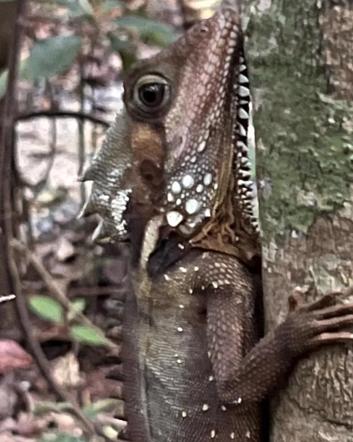 Willa Daintree Crocodylus Cow Bay 0*,  Australia