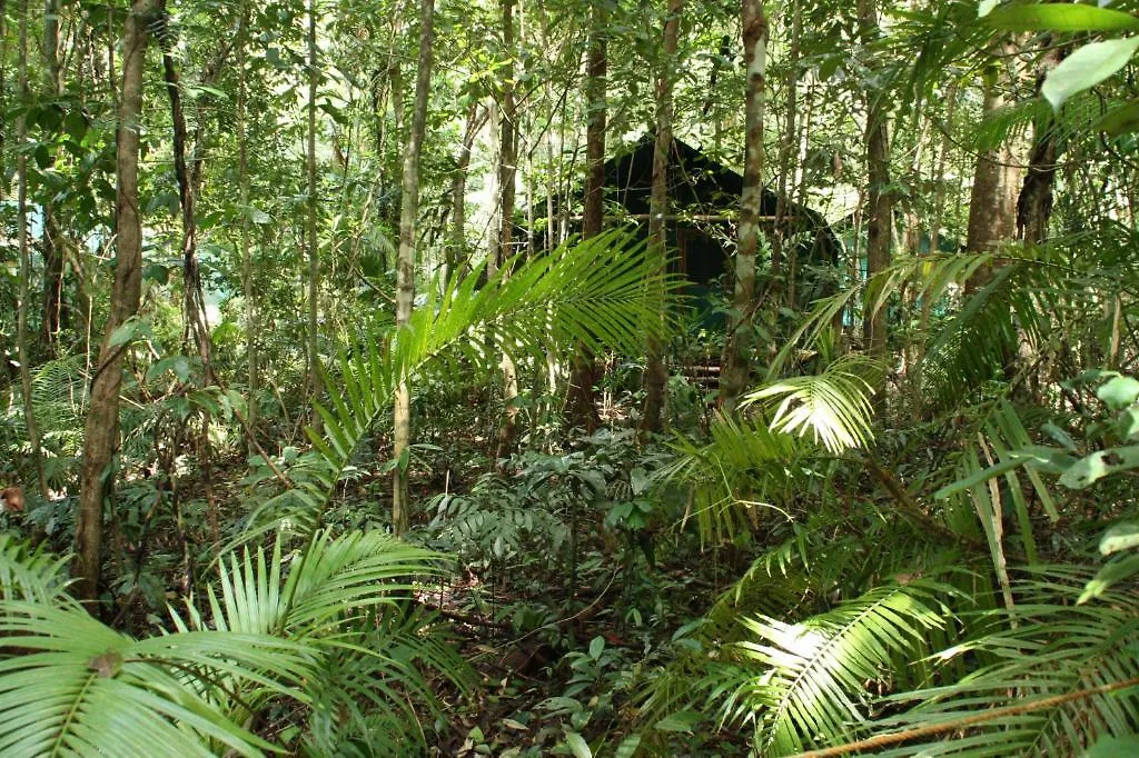 Willa Daintree Crocodylus Cow Bay Australia