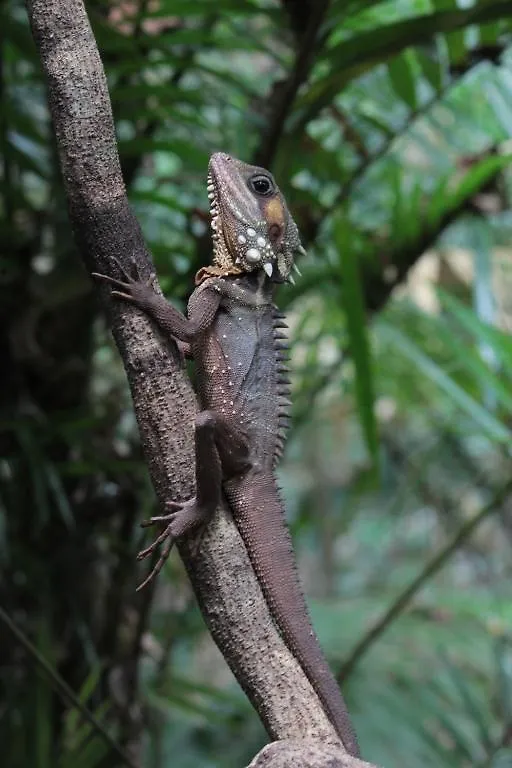 Willa Daintree Crocodylus Cow Bay Domek letniskowy