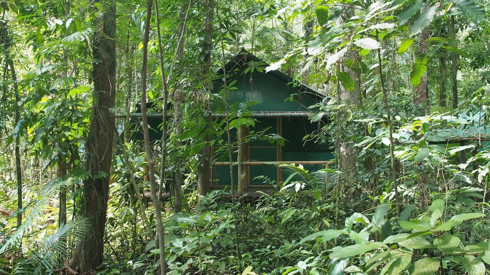 Domek letniskowy Willa Daintree Crocodylus Cow Bay Australia