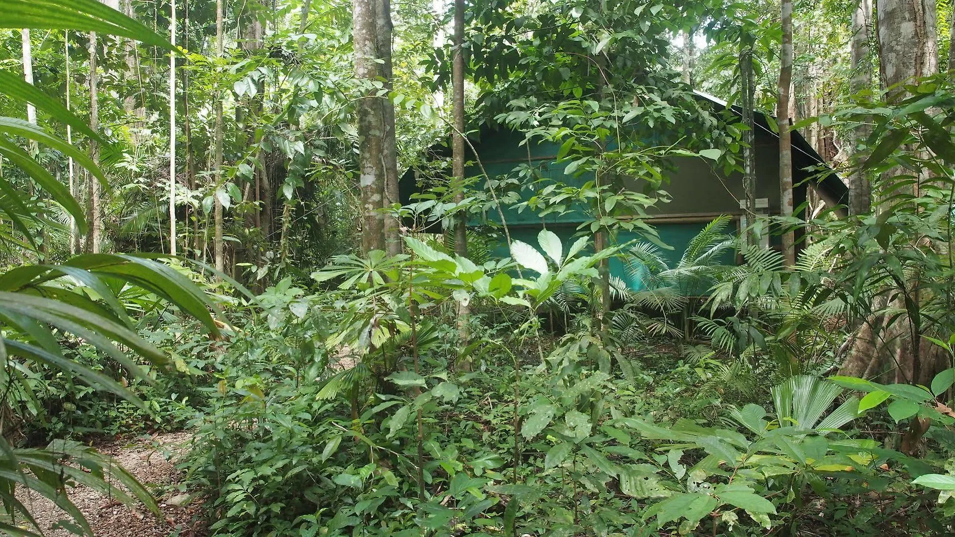 Willa Daintree Crocodylus Cow Bay