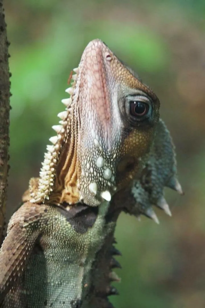 Willa Daintree Crocodylus Cow Bay