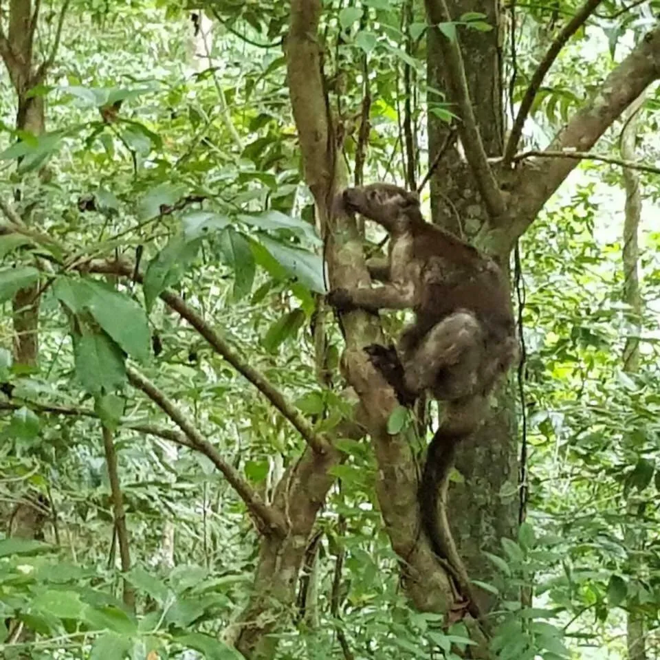 Domek letniskowy Willa Daintree Crocodylus Cow Bay