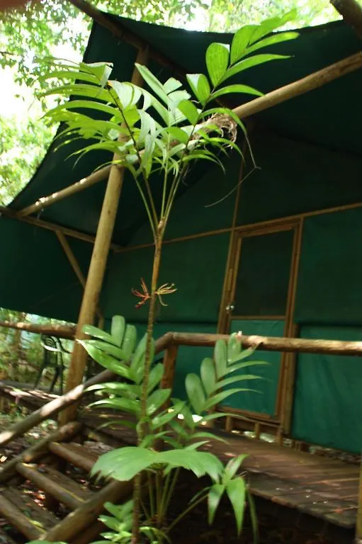 Lodge Daintree Crocodylus Village Cow Bay