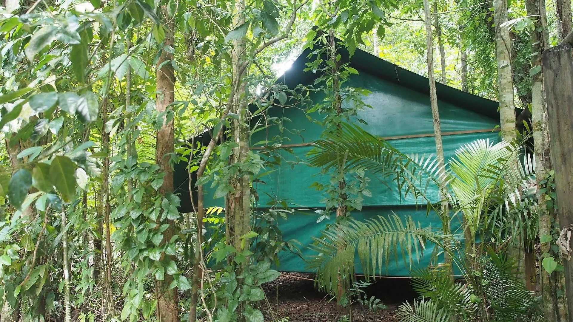 Daintree Crocodylus Village Cow Bay Australia