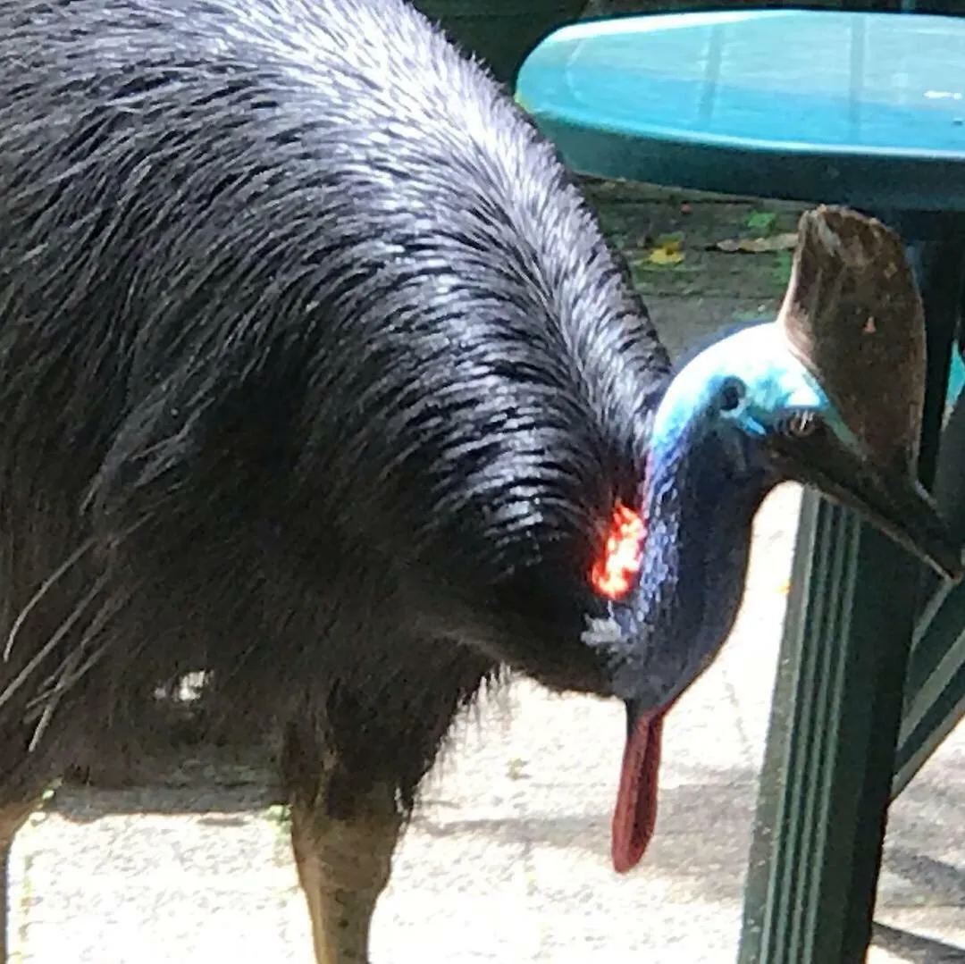 Daintree Crocodylus Village Cow Bay Lodge