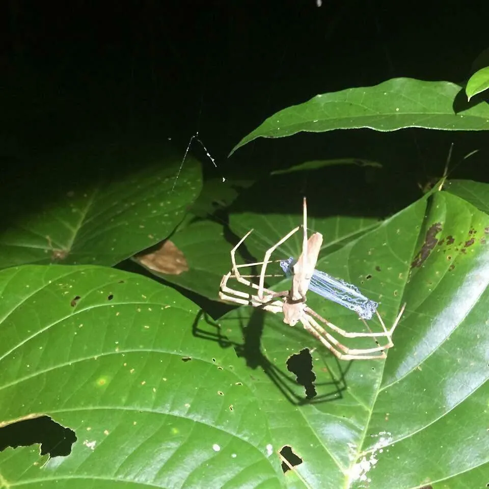 Daintree Crocodylus Village Cow Bay