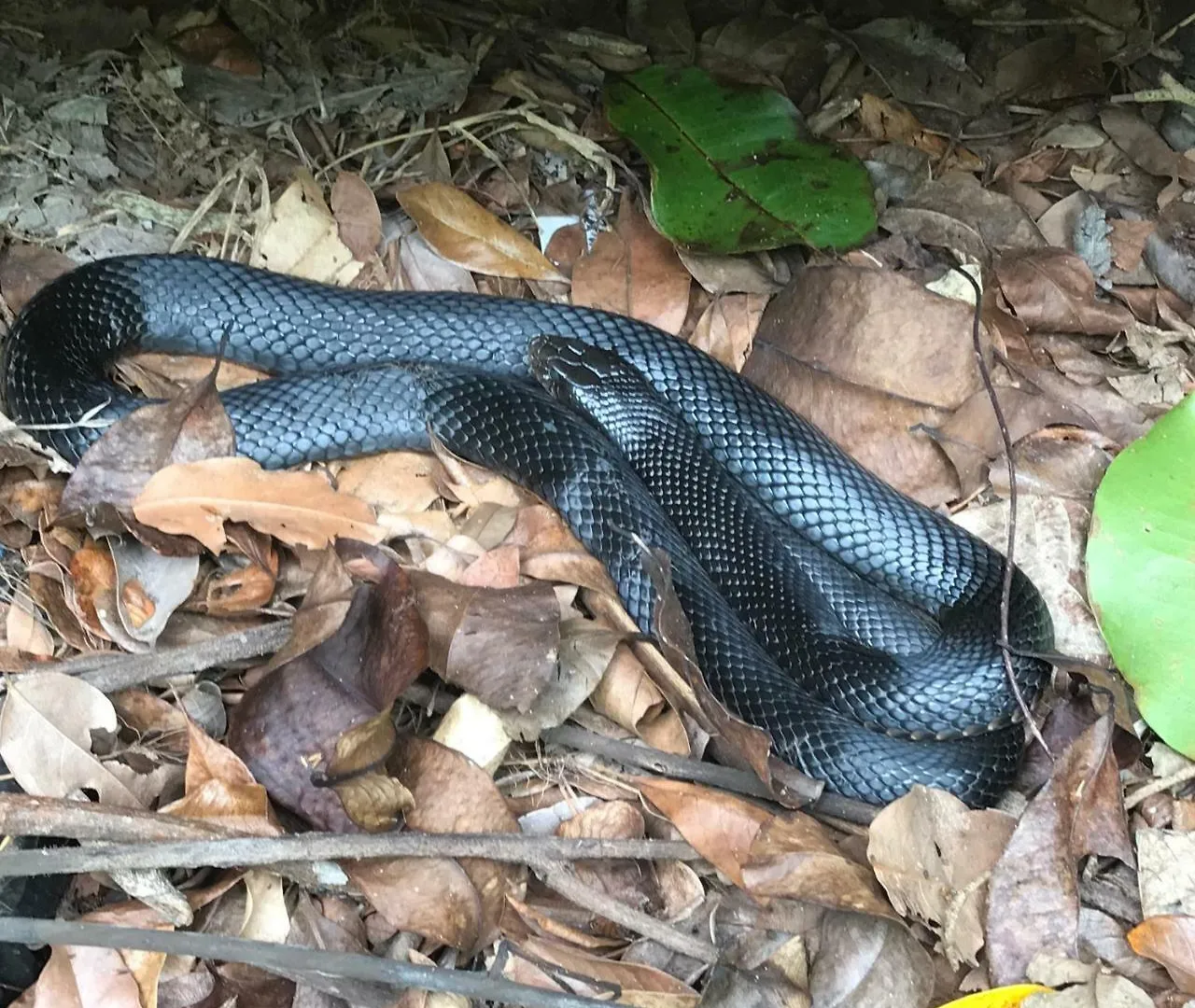 Daintree Crocodylus Village Cow Bay Lodge