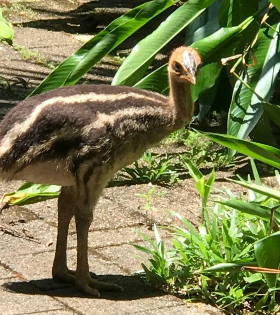 Lodge Daintree Crocodylus Village Cow Bay Australia